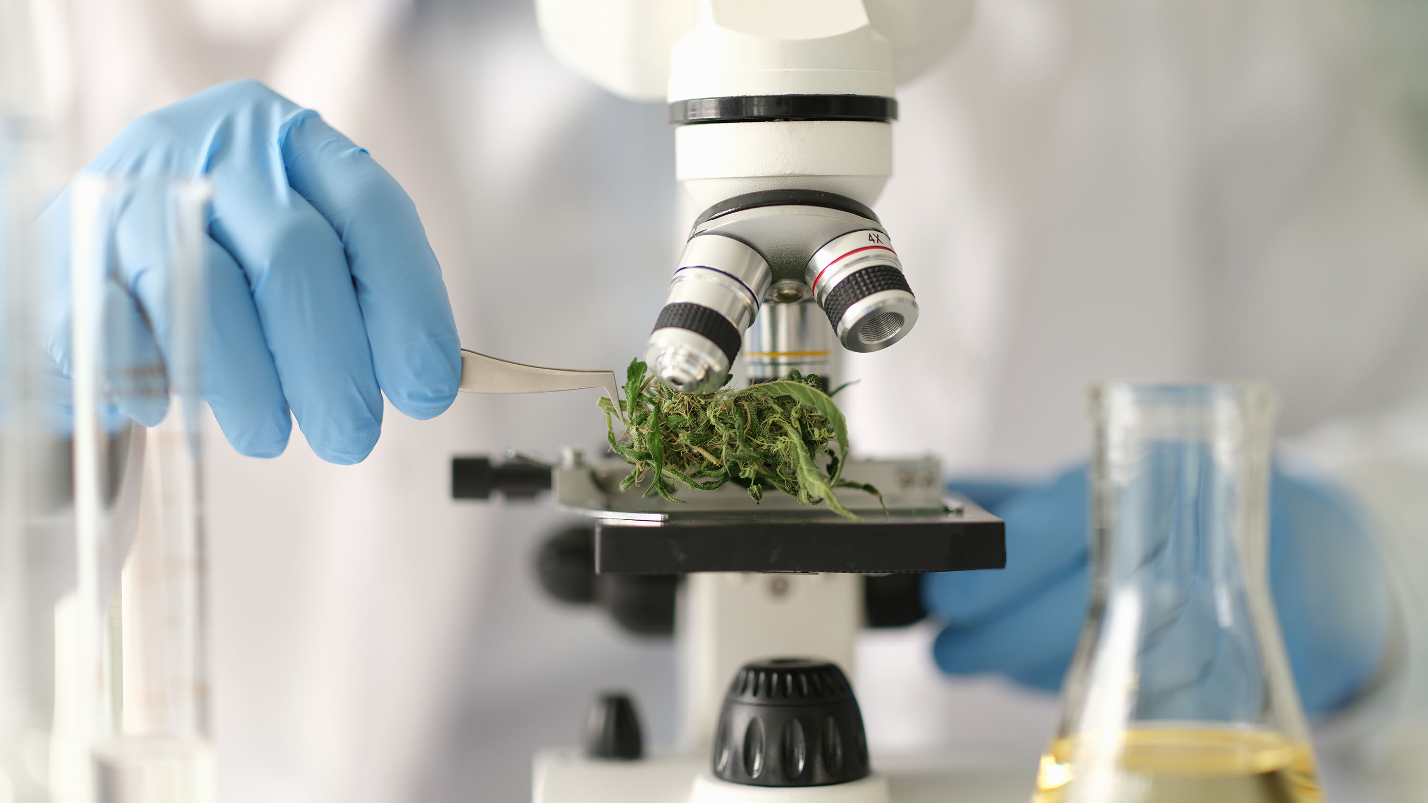 Produktion von Medizinalcannabis bei Agro Medical Germany in Deutschland
