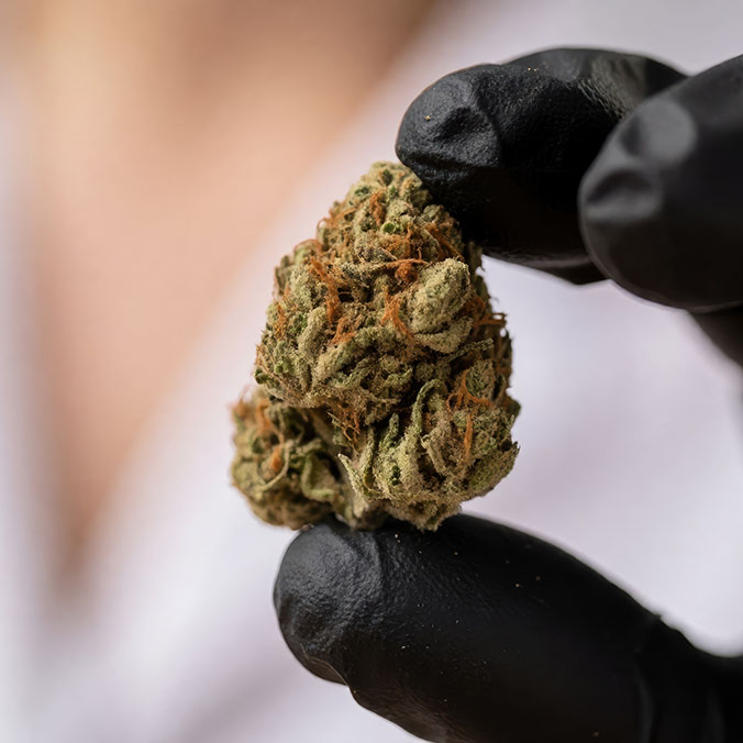 Nahaufnahme einer Medizinalcannabis-Blüte