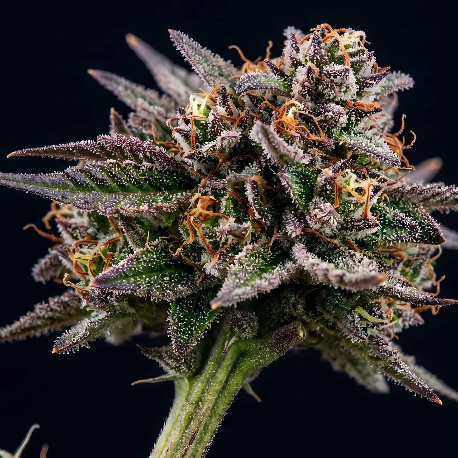 Qualitätsgeprüfte Verarbeitung von Medizinalcannabis